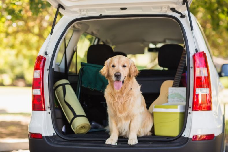 Chien dans le coffre d'une voiture